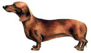 dachshund.jpg